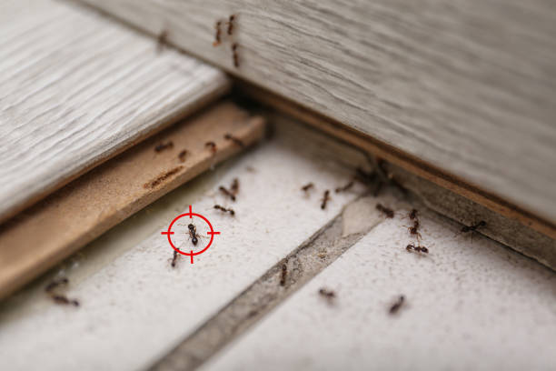 Best Termite Control Services  in Clarkson, KY