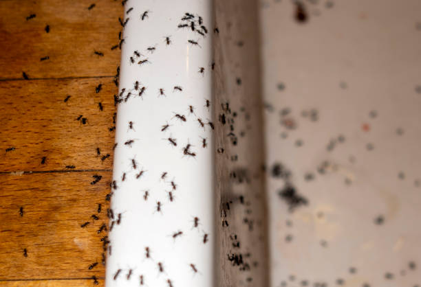Best Pest Prevention Services  in Clarkson, KY
